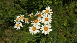 Image of corymbflower tansy