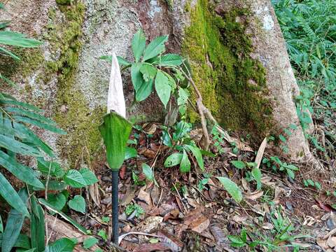 Amorphophallus hewittii Alderw. resmi