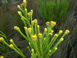 Image of Leucadendron olens I. Williams