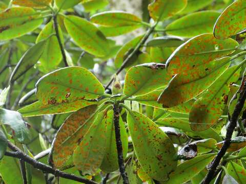 صورة Rhododendron brachycarpum D. Don ex G. Don