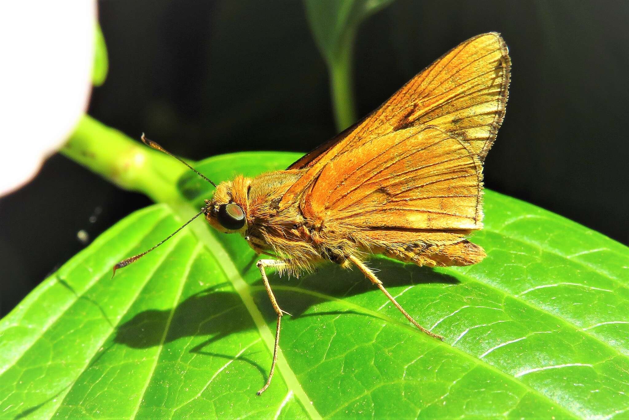 Image of Orange Palmdart