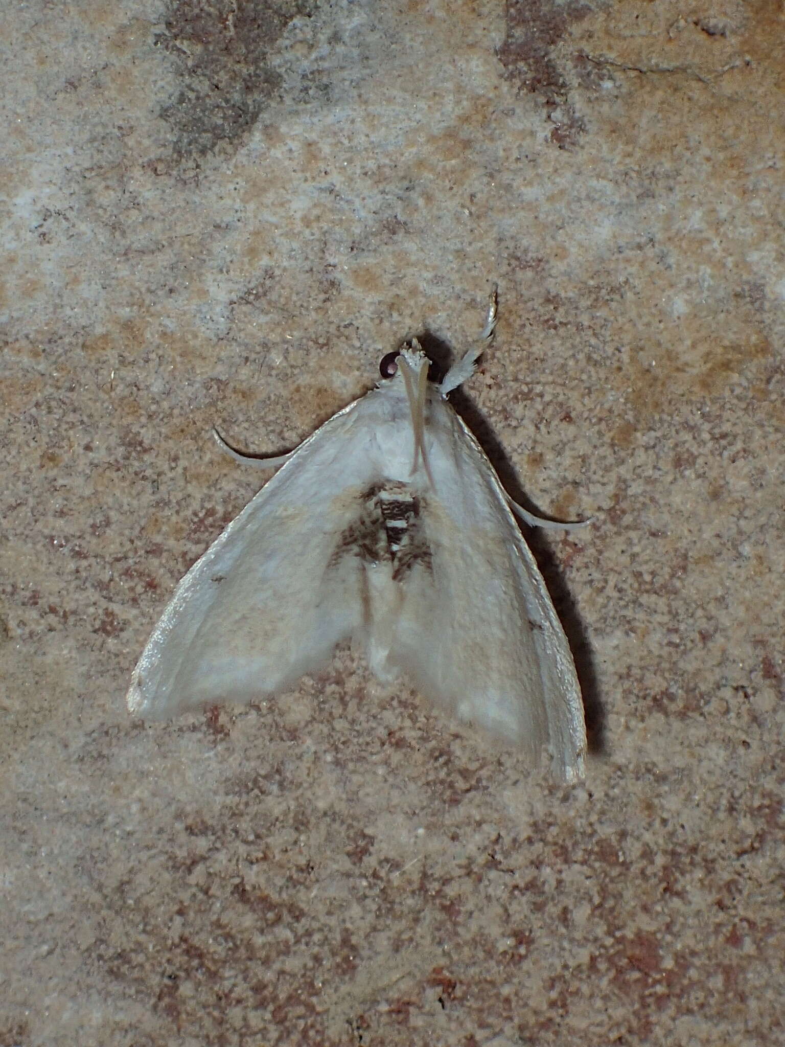 Image de Lipocosma sicalis Walker 1859