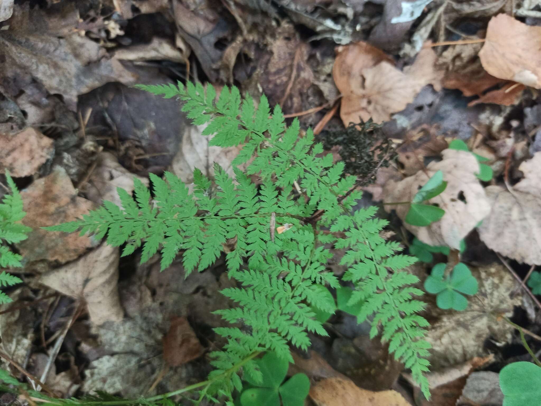 Plancia ëd Athyrium spinulosum (Maxim.) Milde