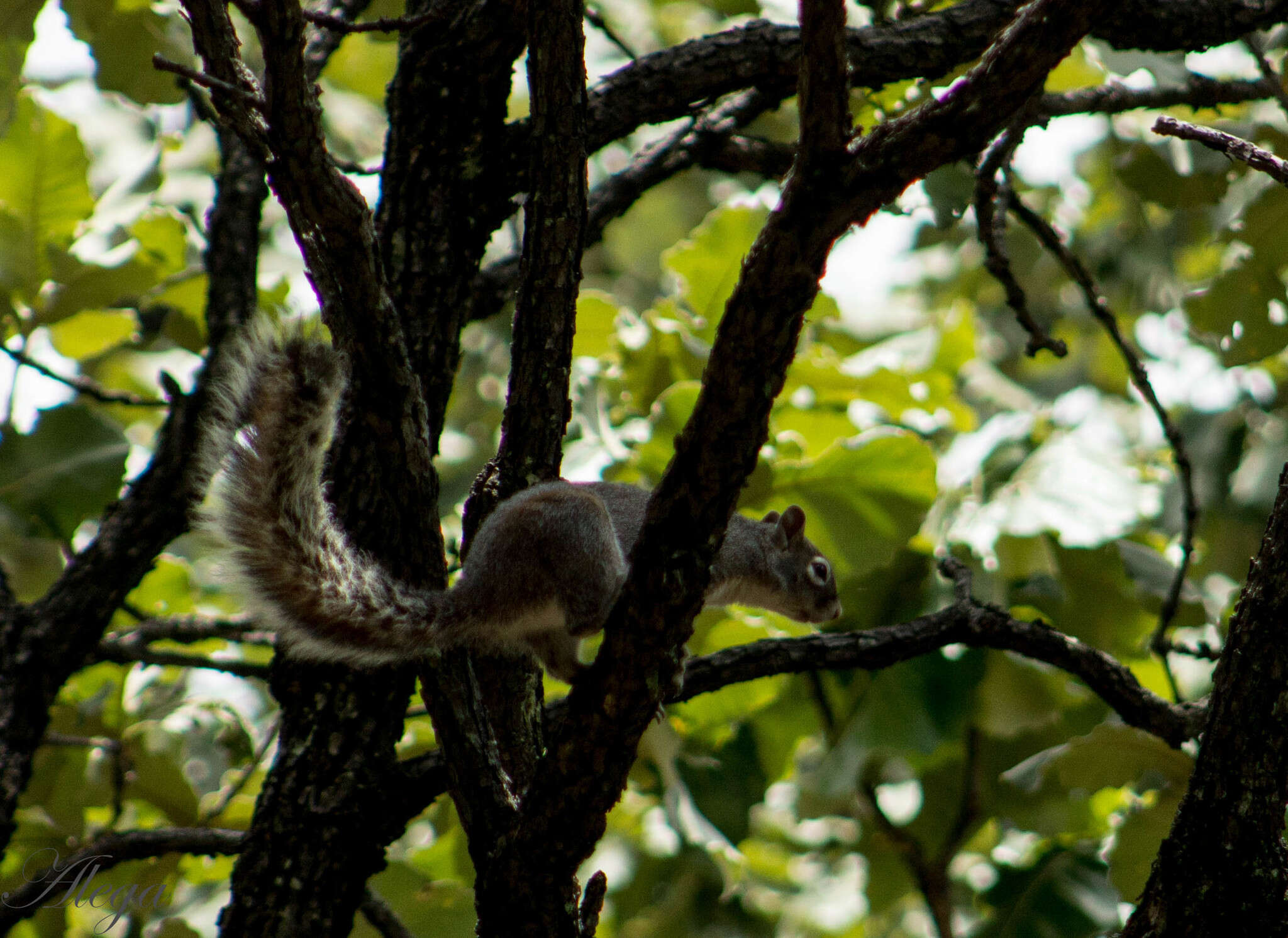 Image of Sciurus nayaritensis nayaritensis J. A. Allen 1890