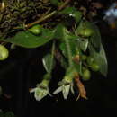 Image de Lankesterella ceracifolia (Barb. Rodr.) Mansf.