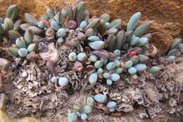 Image of Curio repens (L.) P. V. Heath