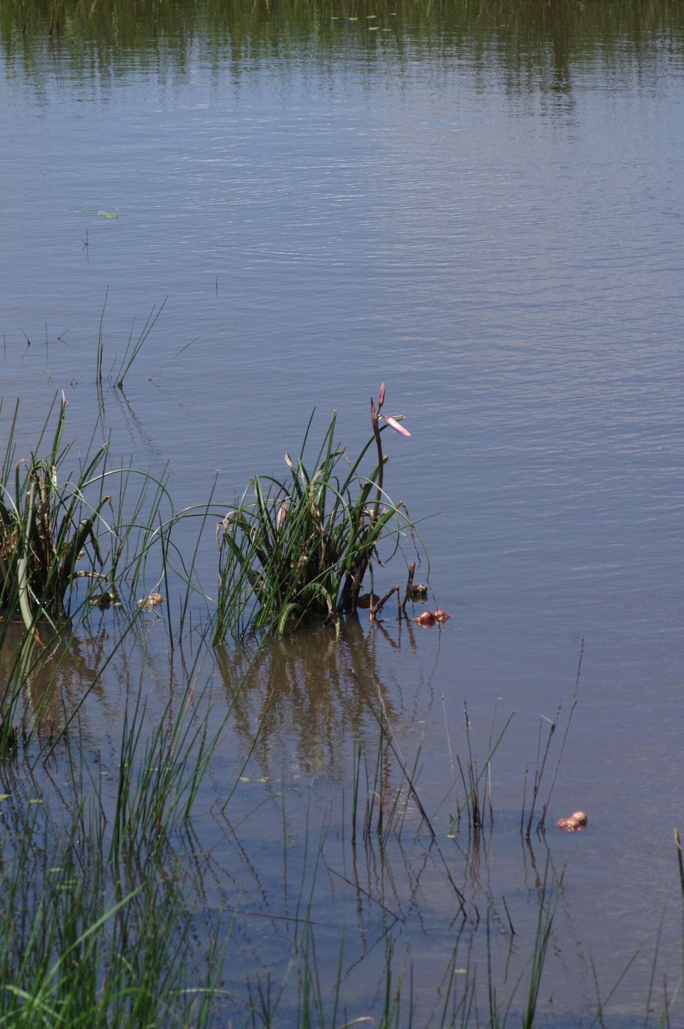 Imagem de Crinum campanulatum Herb.