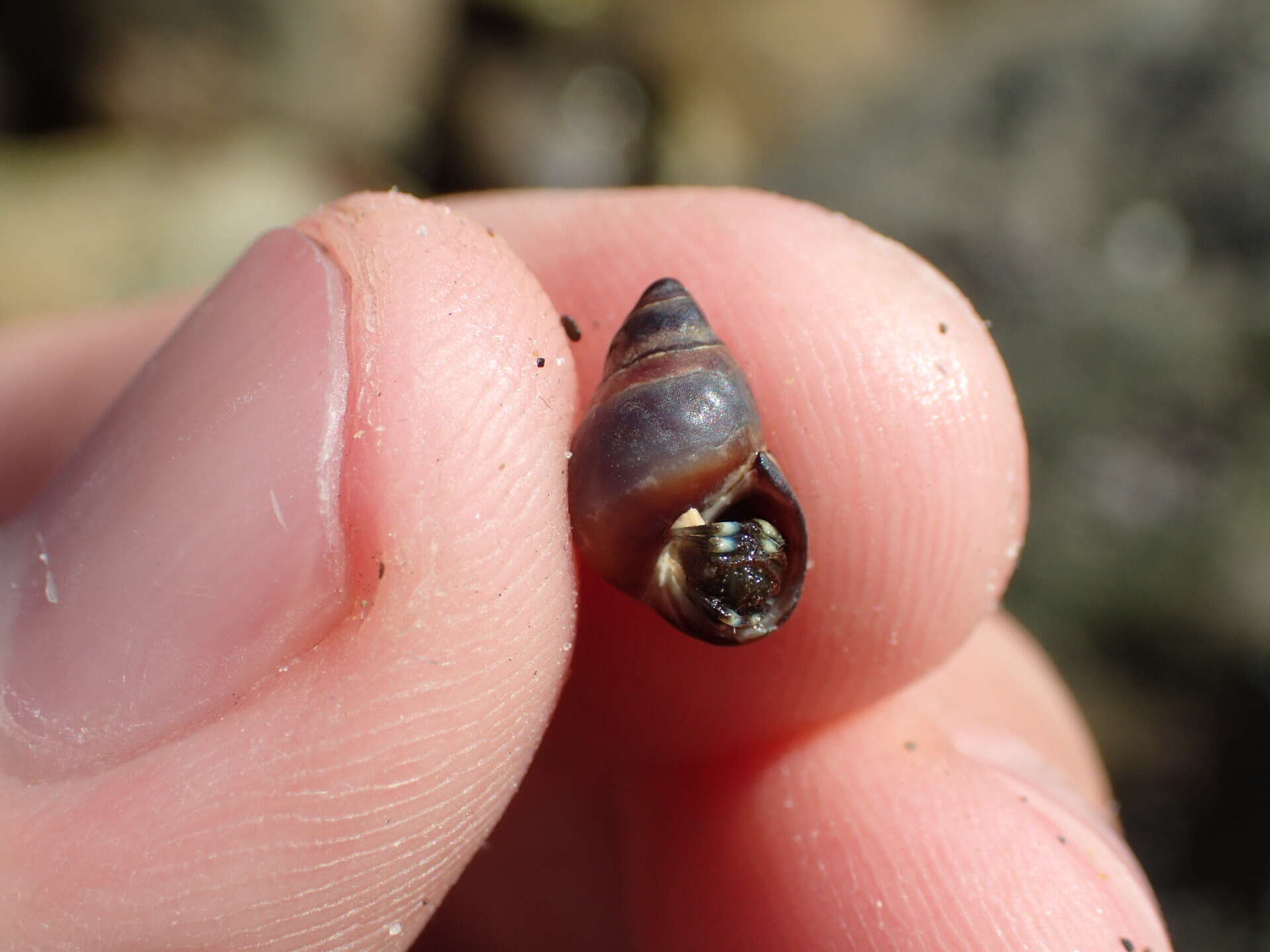 Image of Littorina scutulata Gould 1849