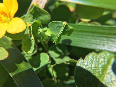 Image of Suksdorf woodsorrel