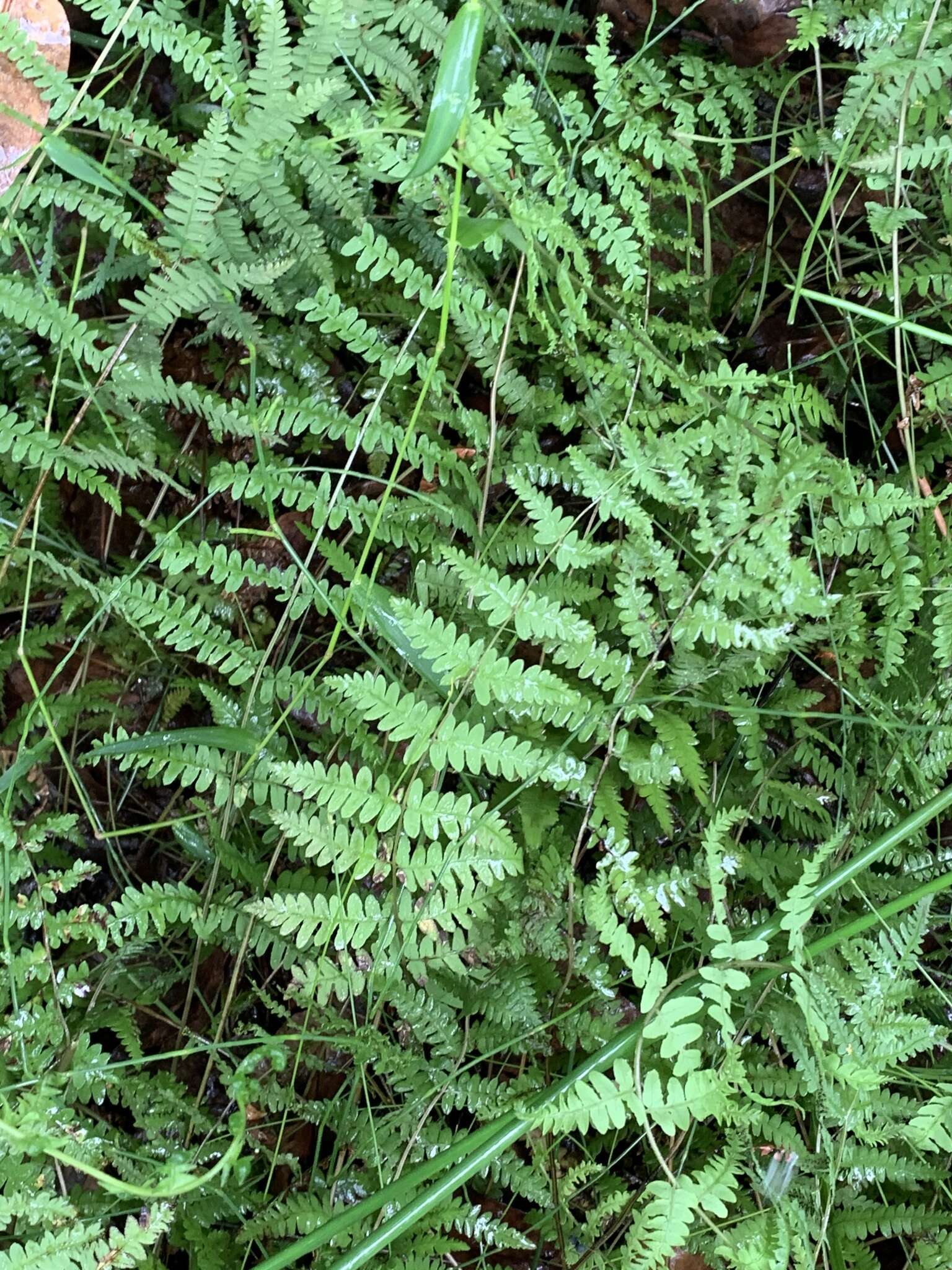 Image of Thelypteris confluens (Thunb.) C. V. Morton