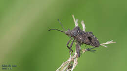 Image of Acanthocoris sordidus (Thunberg 1783)