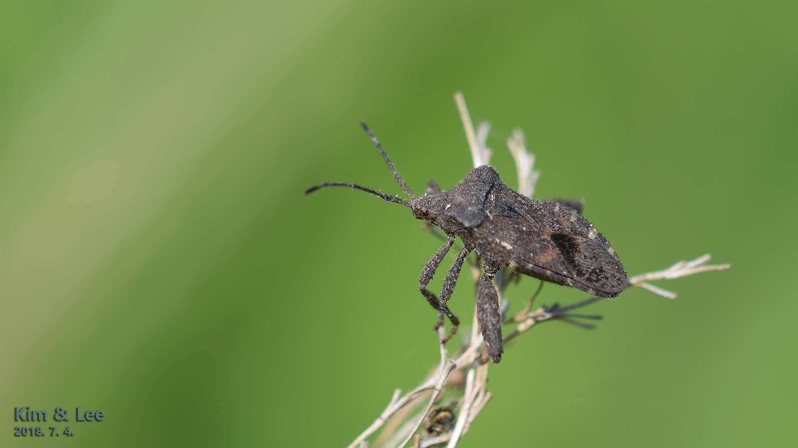 Image of Acanthocoris sordidus (Thunberg 1783)