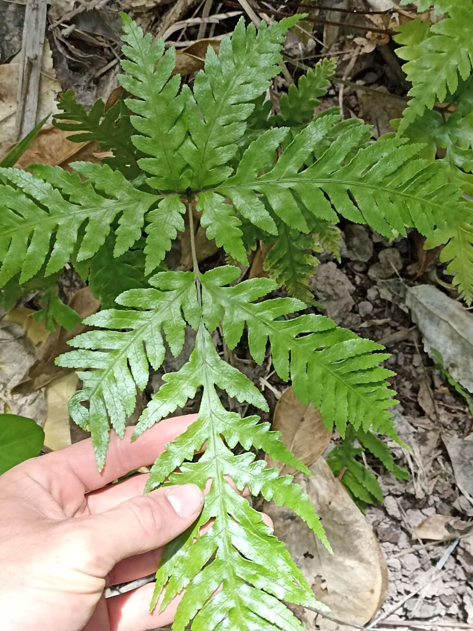 Imagem de Pteris carsei Braggins & Brownsey