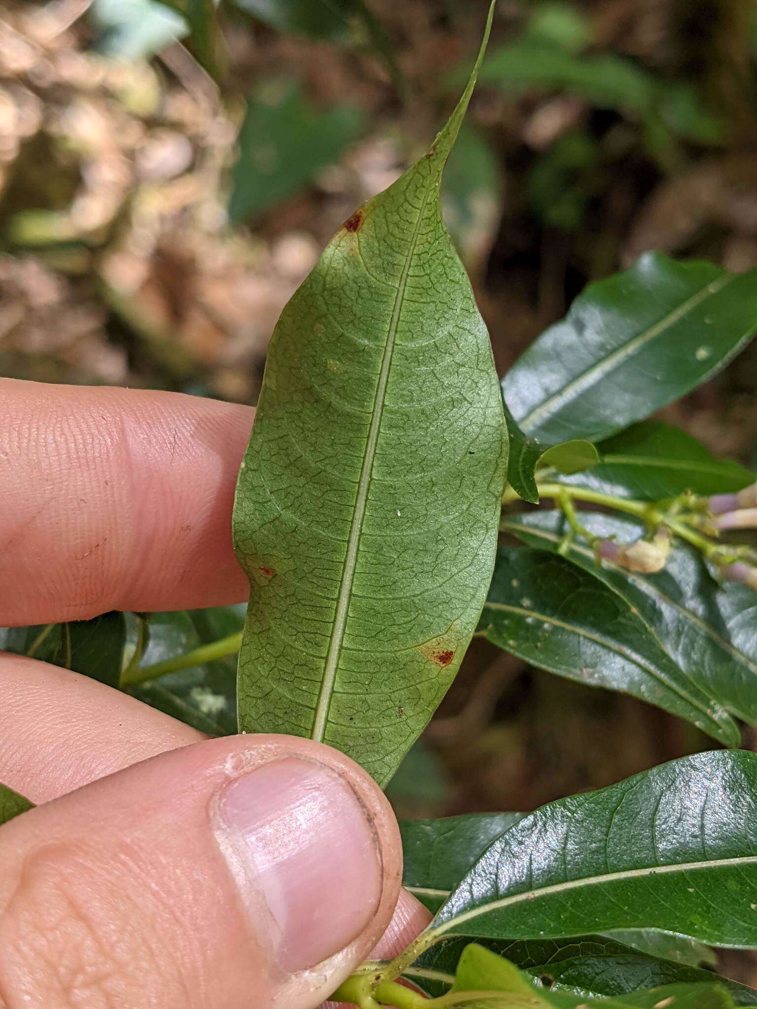 Image of Palicourea salicifolia Standl.