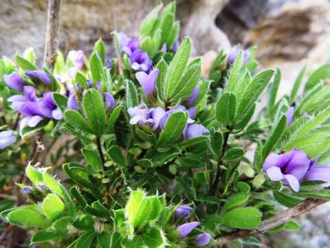 Image of Otholobium obliquum (E. Mey.) C. H. Stirt.