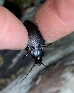 Image of Carabus (Carabus) goryi Dejean 1831