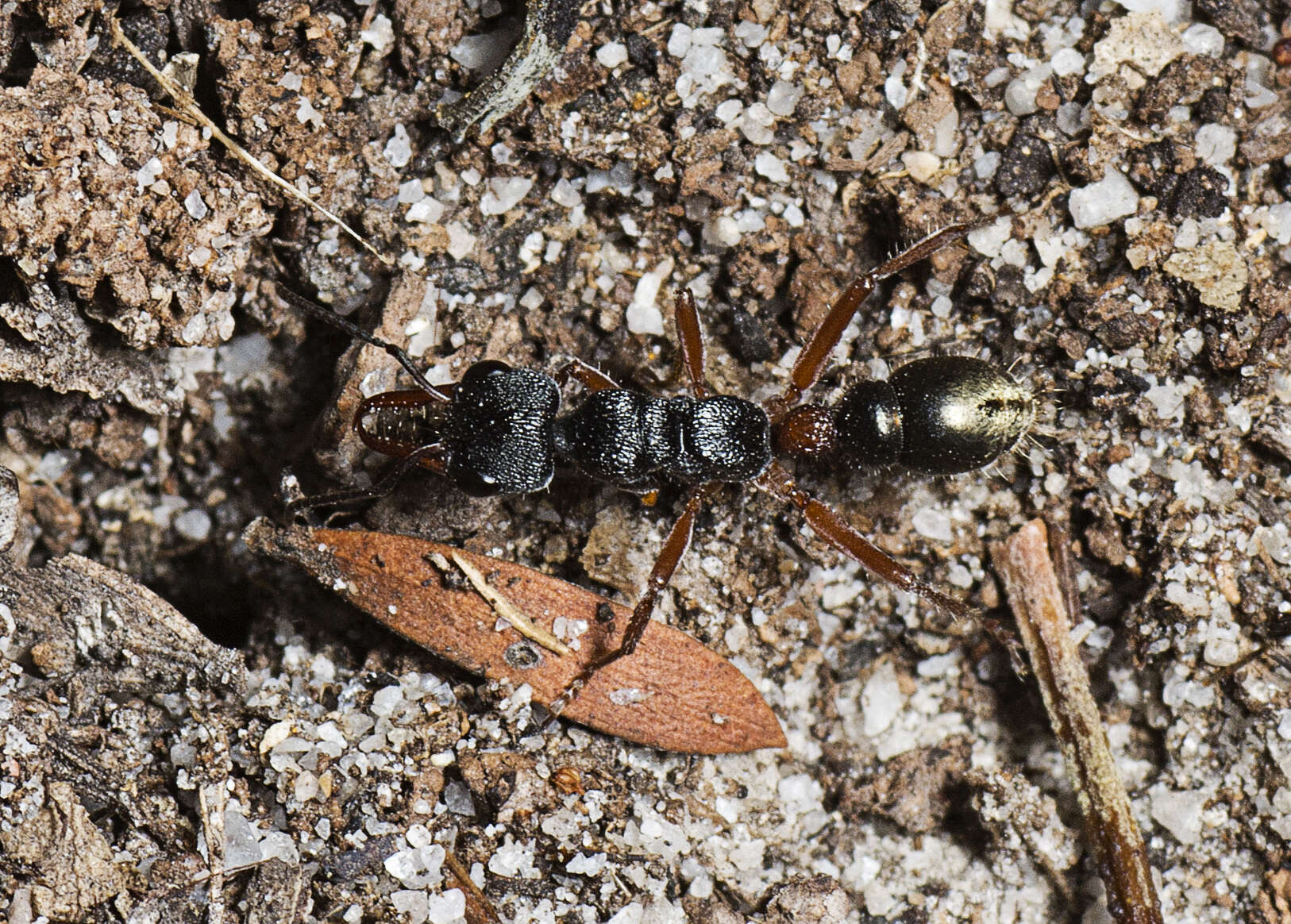 Image of Myrmecia chrysogaster (Clark 1943)