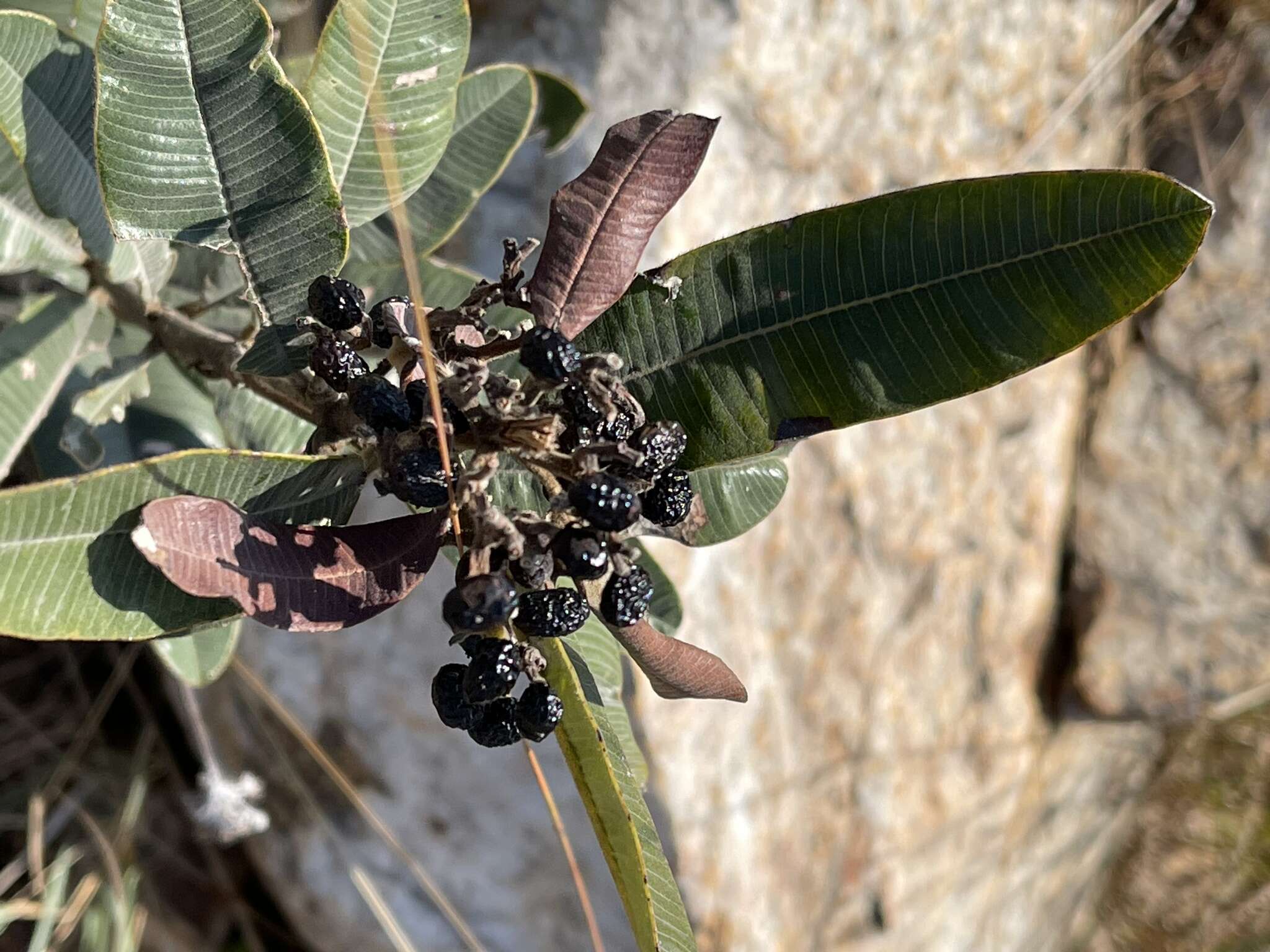 Image of Ozoroa barbertonensis E. Retief