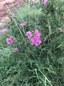 Image of Crape myrtle