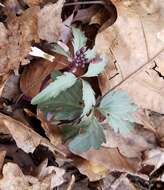 Image of slender toothwort