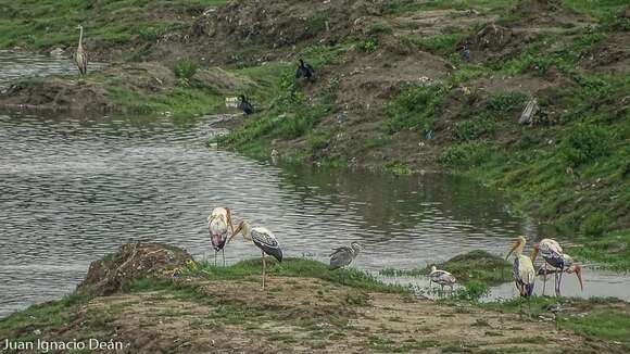 Image of Indian Cormorant