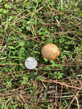 Image of Suillus cothurnatus Singer 1945