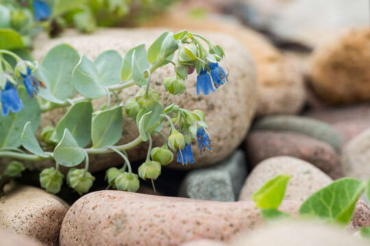 Image de Mertensia maritima subsp. maritima