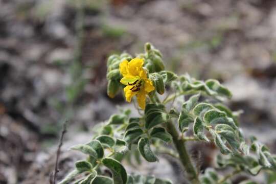 Senna crotalarioides (Kunth) H. S. Irwin & Barneby resmi