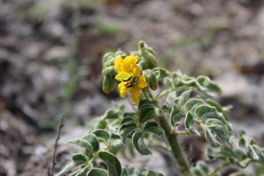 Image of Senna crotalarioides (Kunth) H. S. Irwin & Barneby