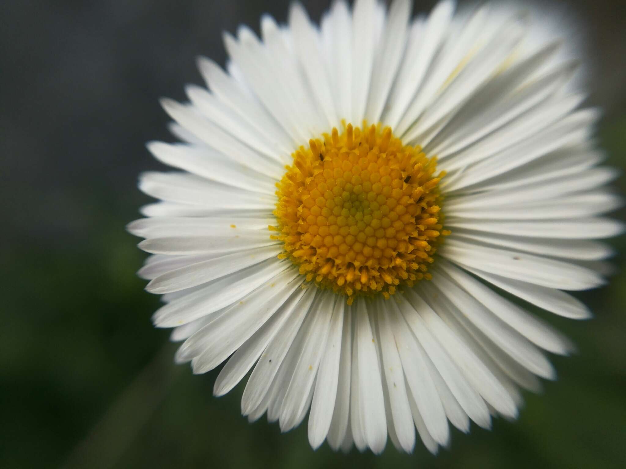 Image de Erigeron dryophyllus A. Gray