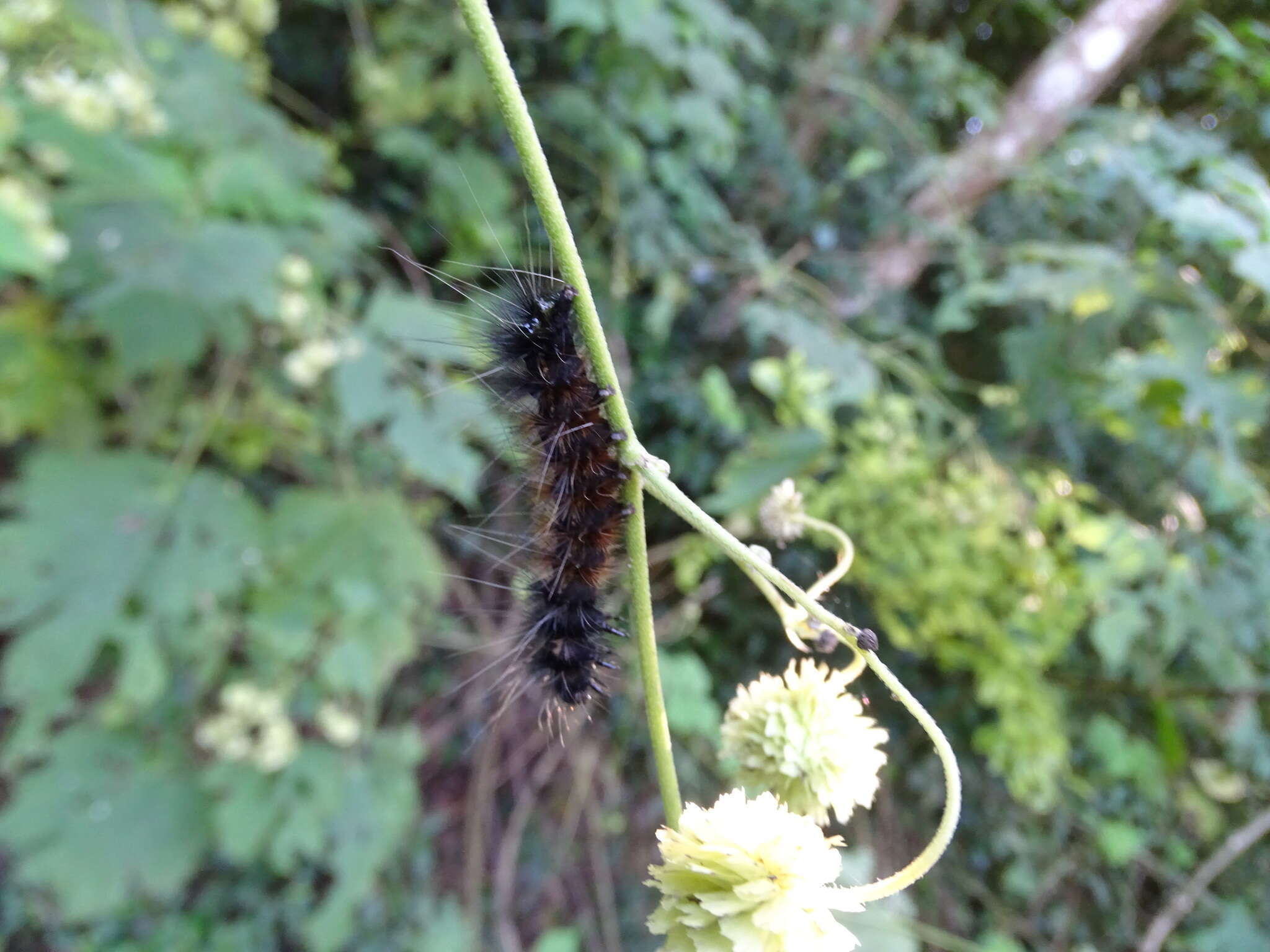 Image of Montanoa grandiflora (DC.) Hemsl.