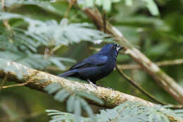 Image of Blue-black Grosbeak