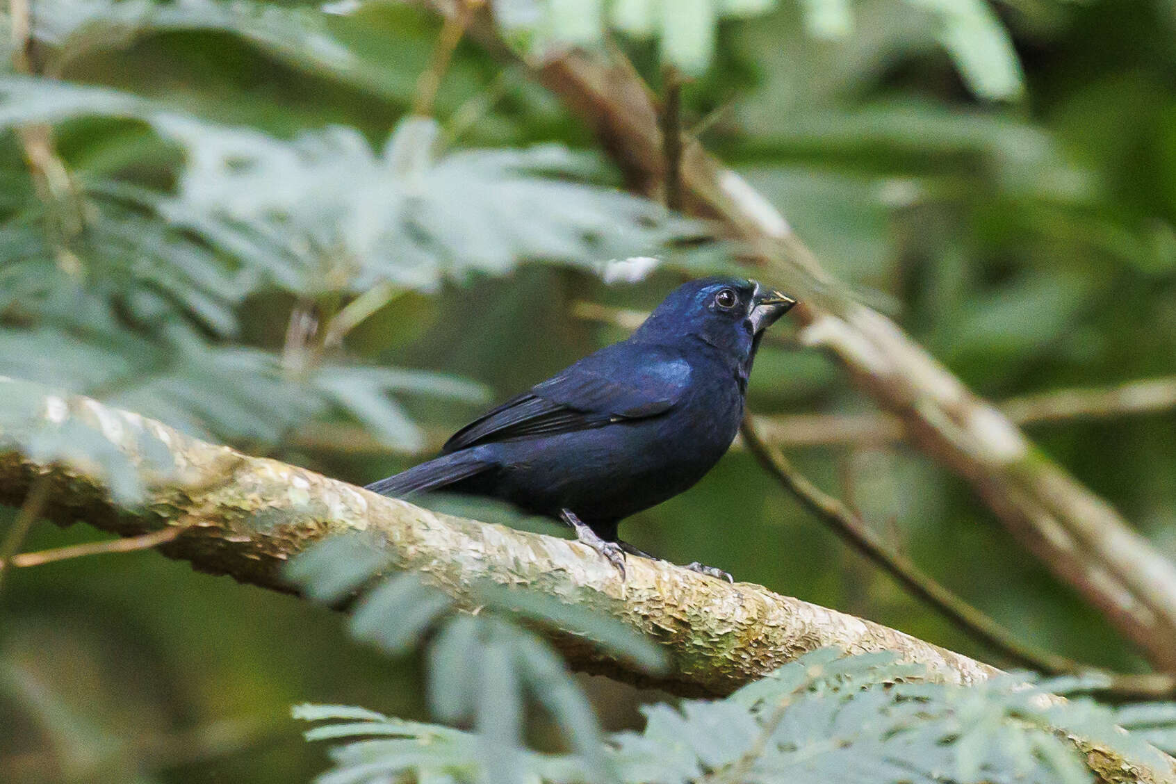 Image of Blue-black Grosbeak