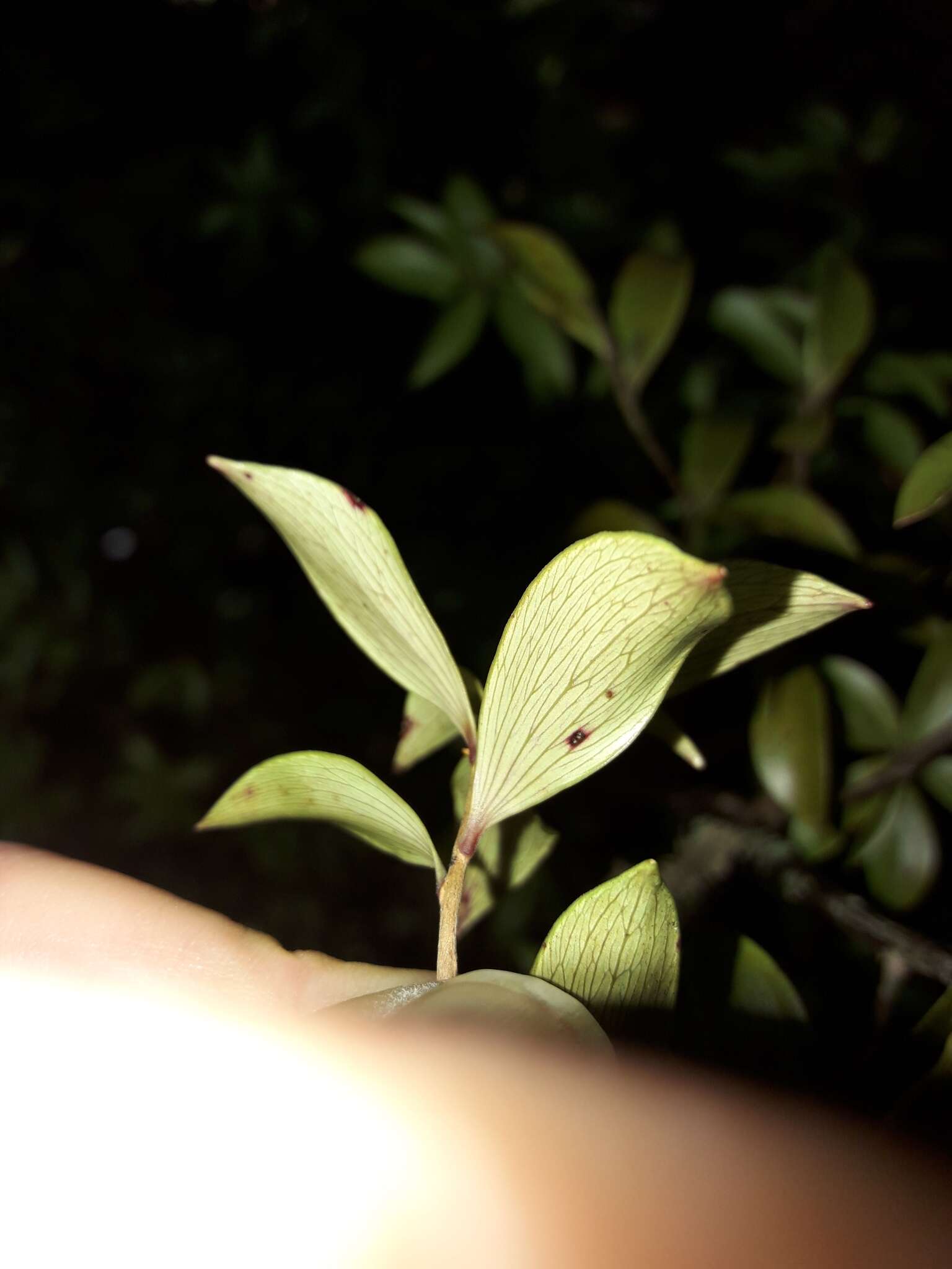 Image of Archeria racemosa Hook. fil.