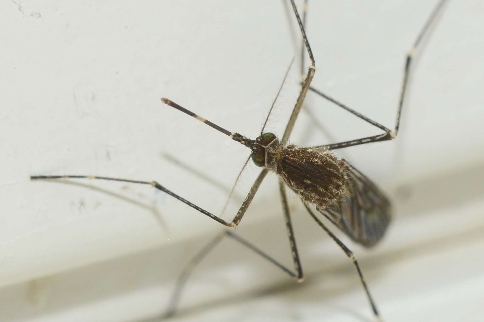 Image of Western Encephalitis Mosquito