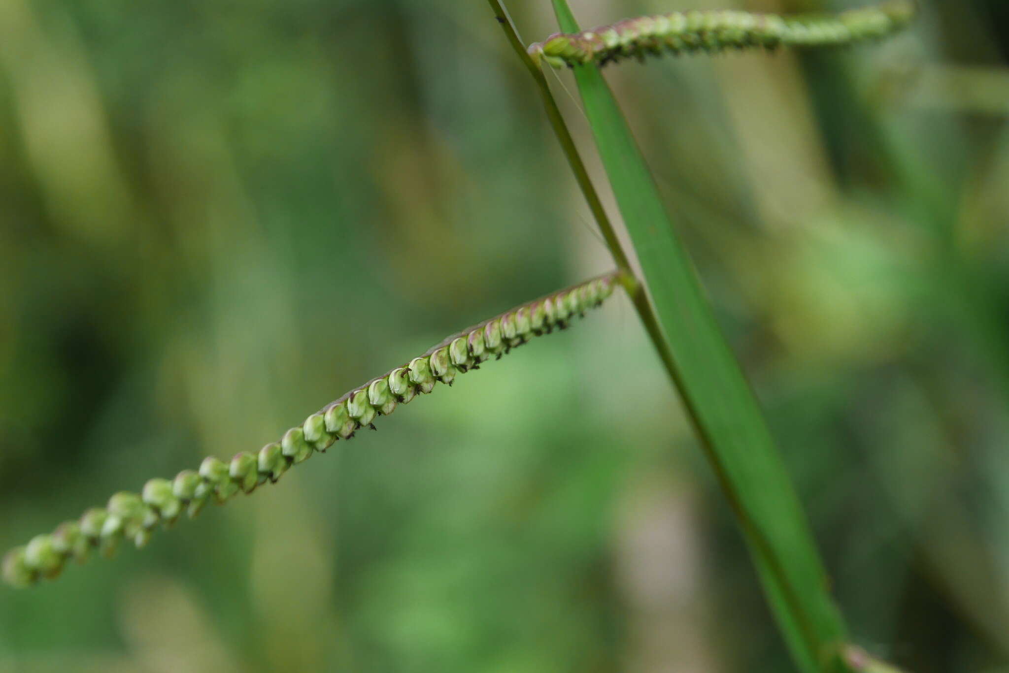 Image of Japanese paspalum