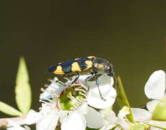 Image of Castiarina rectifasciata (Saunders 1868)