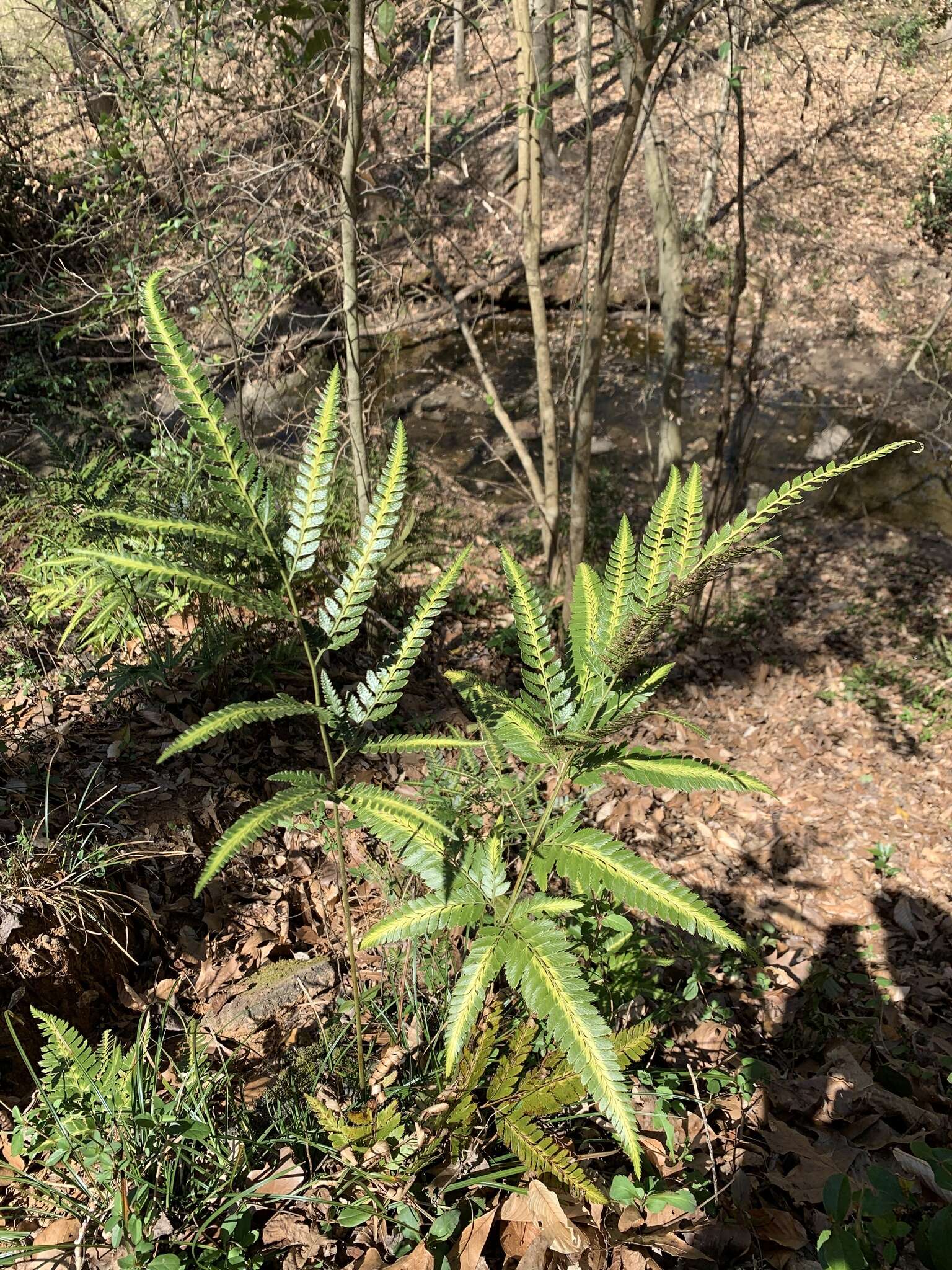 Image of simpler hollyfern