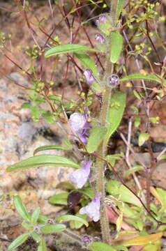 صورة Antirrhinum cornutum Benth.