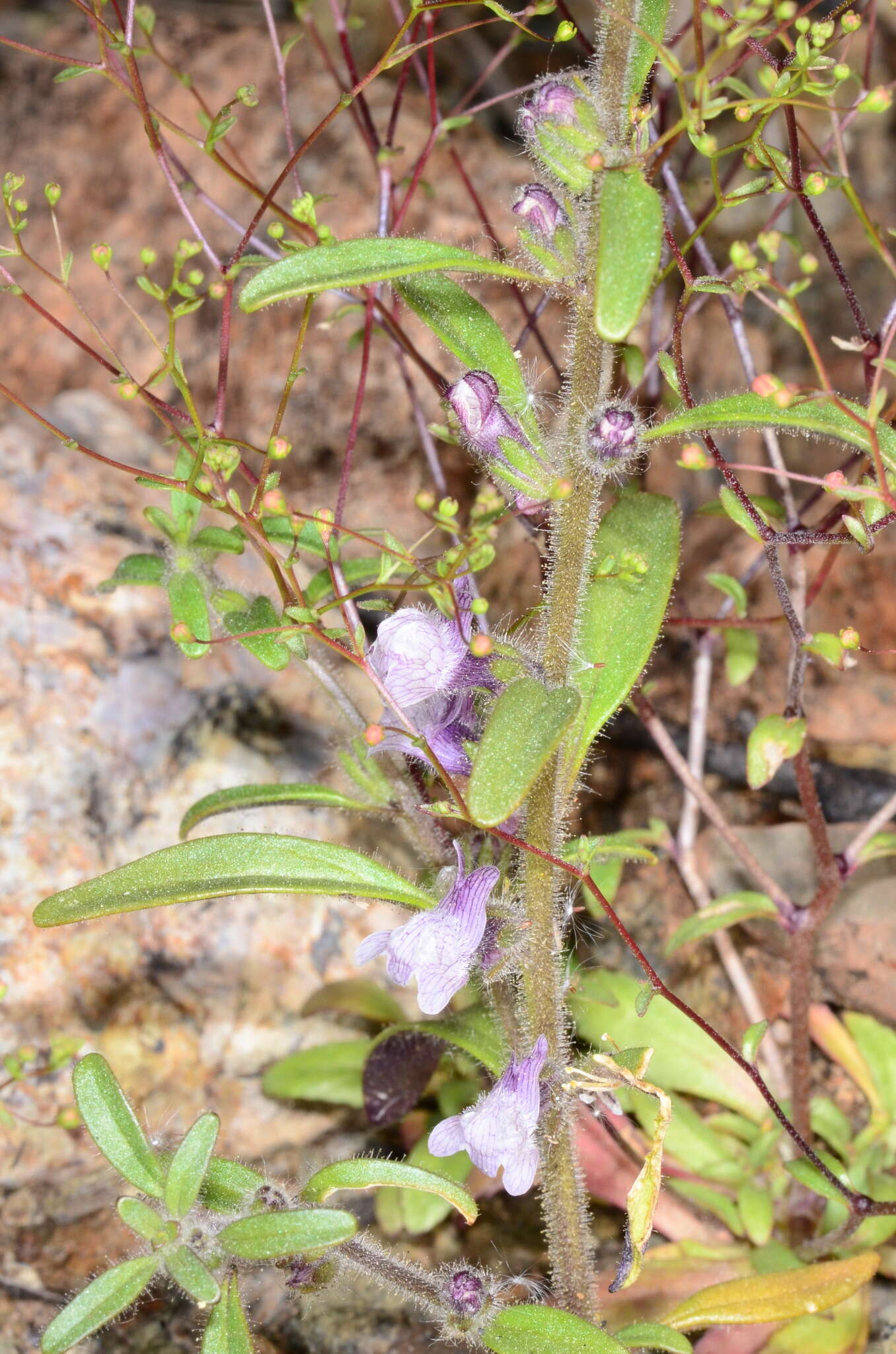 صورة Antirrhinum cornutum Benth.