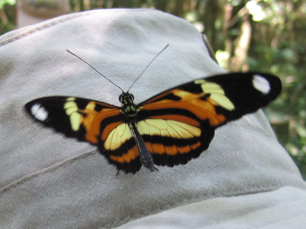 Image of Heliconius ethilla Latreille & Godart 1819