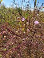 Image of stiffleaf false foxglove