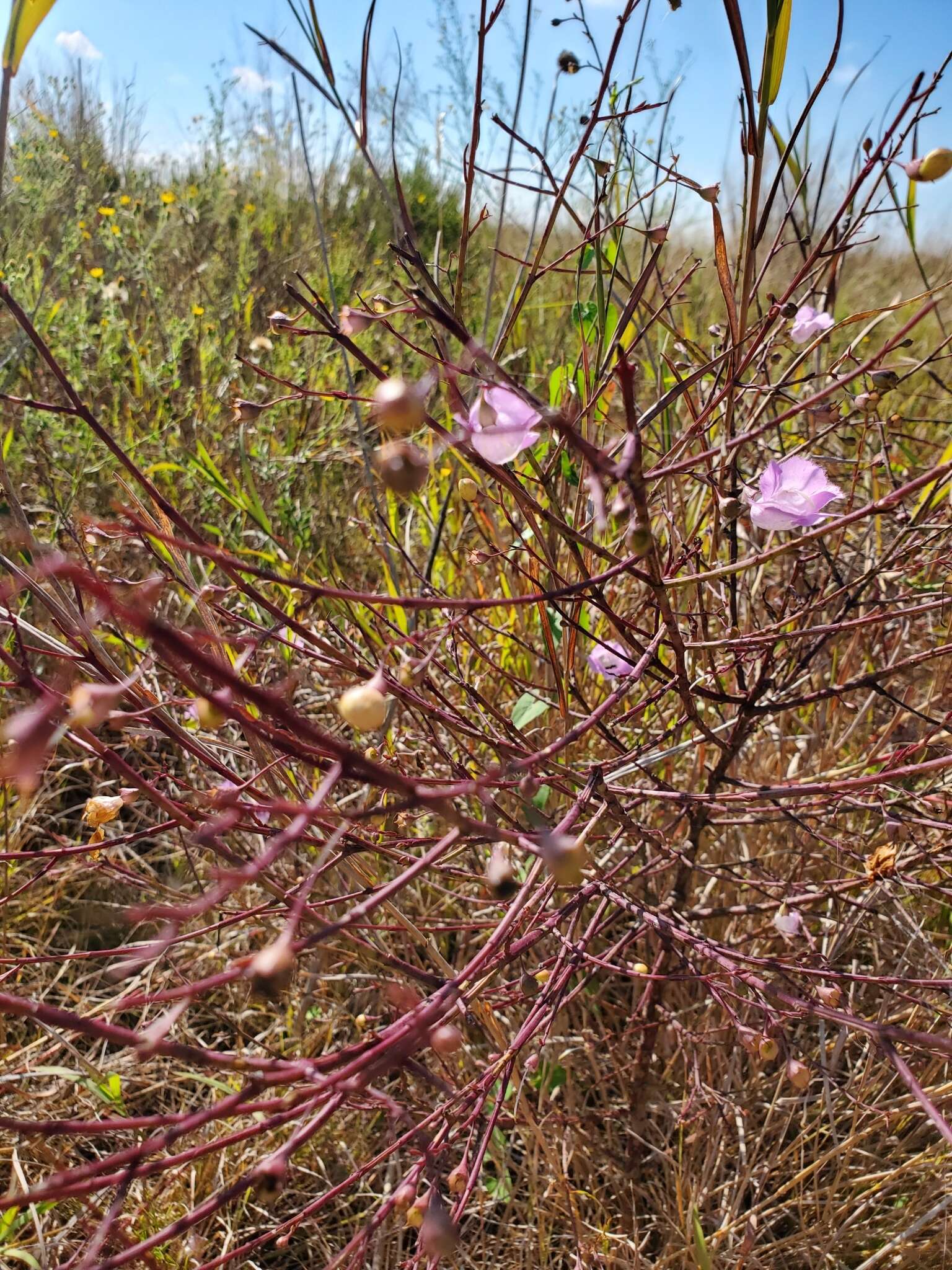 Image of stiffleaf false foxglove