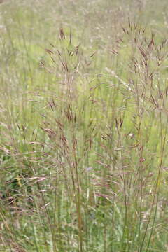 Image of Chrysopogon gryllus (L.) Trin.