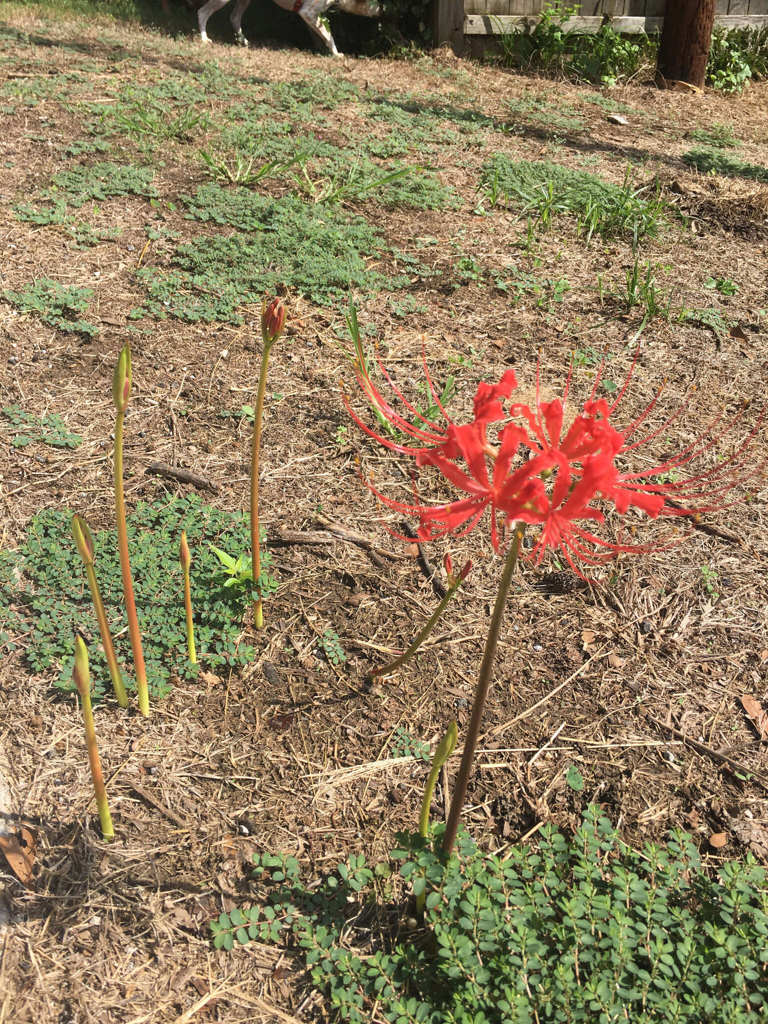 Image of lycoris