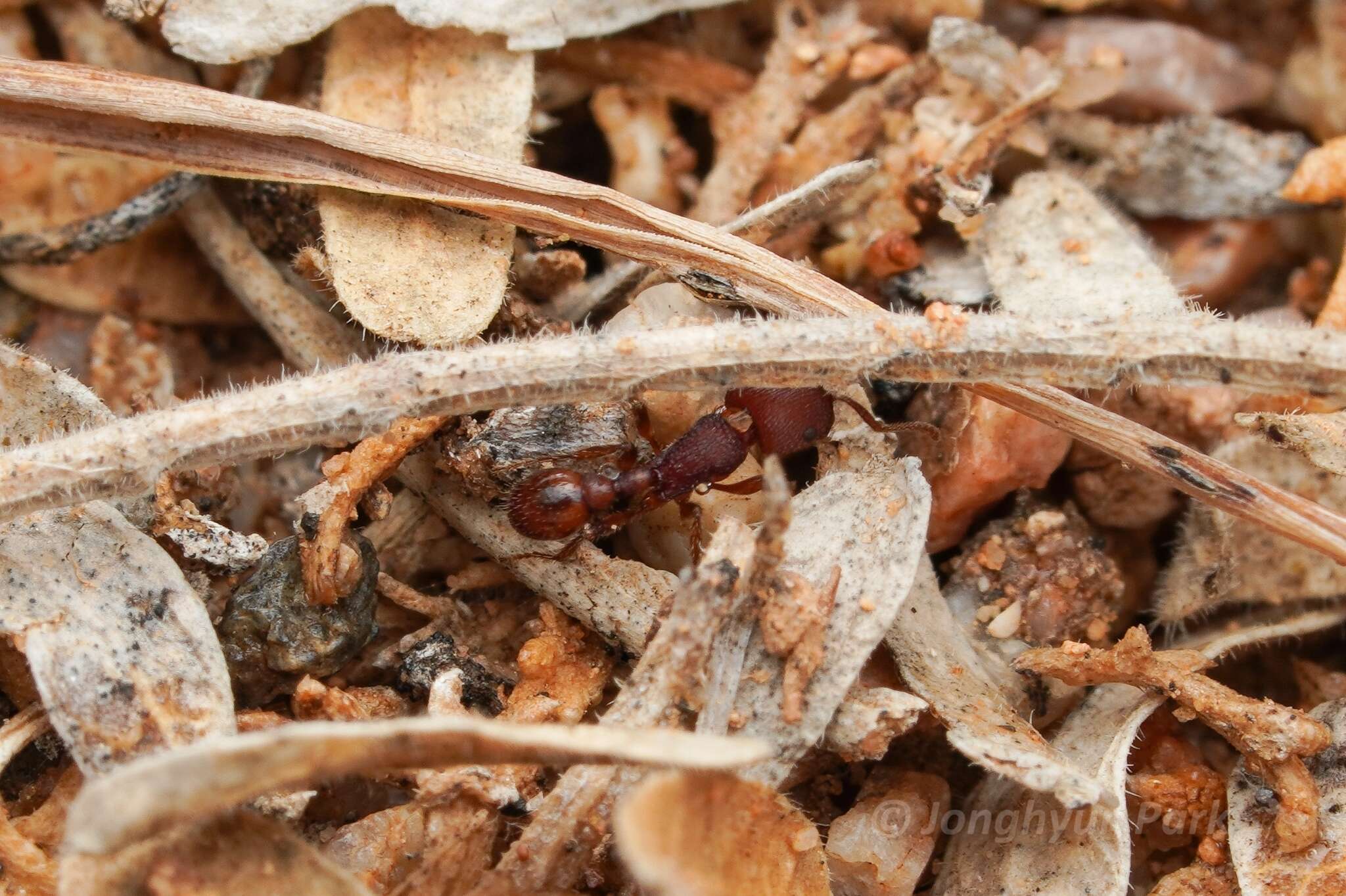 Image of Pogonomyrmex pima Wheeler 1909