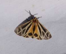 Image of Nais Tiger Moth