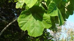 Image of Jatropha peltata Sessé