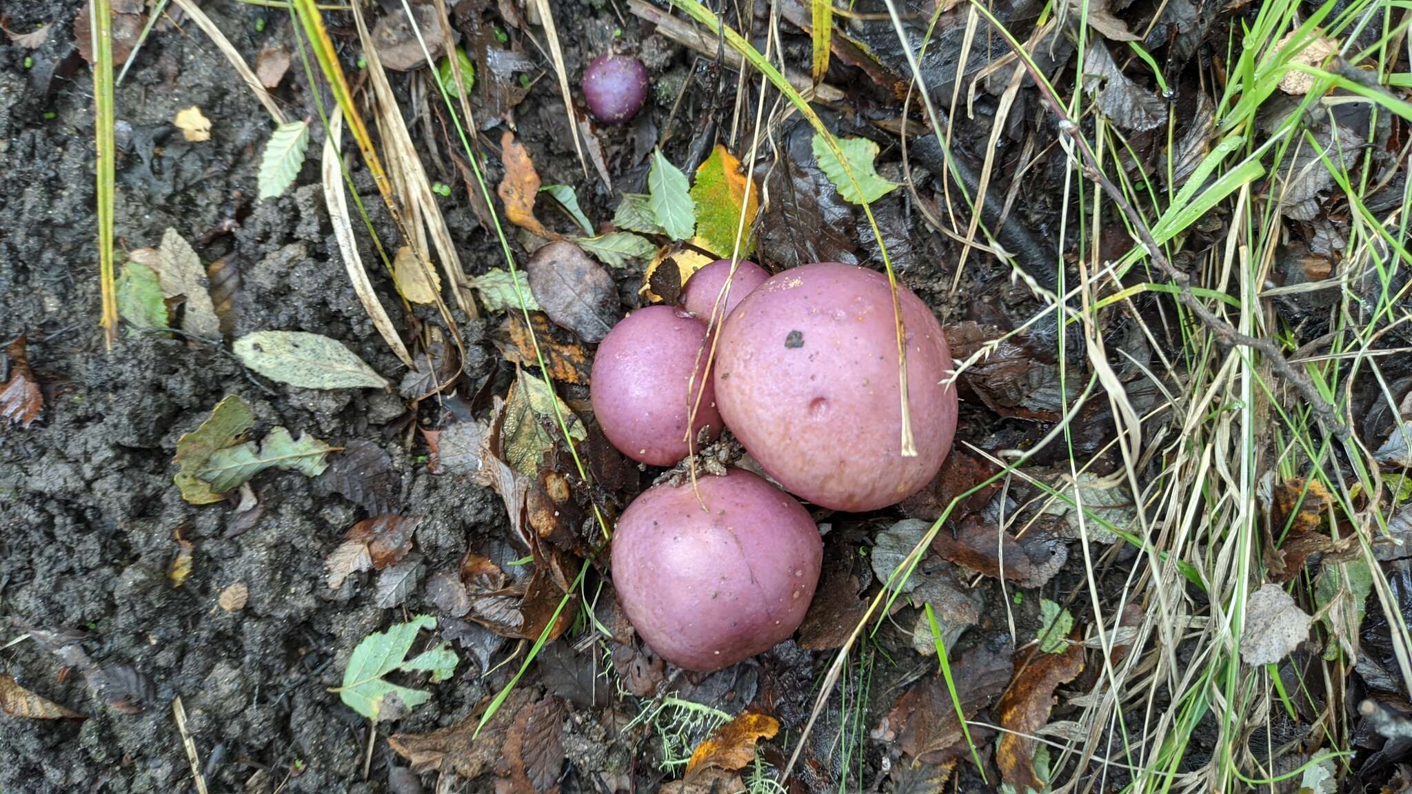 Image of Cortinarius lebre Garrido 1988