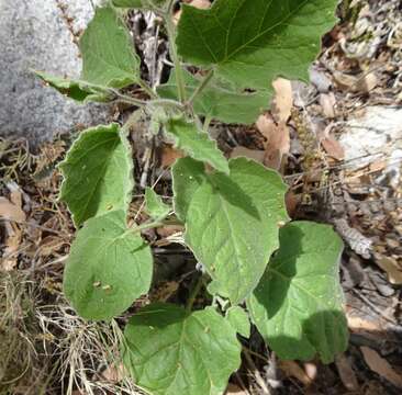 Image of husk tomato